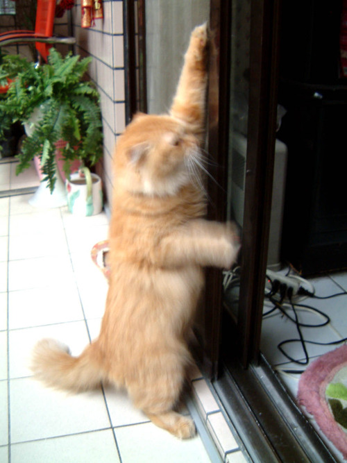 rockakate's profile picture. 凱特小姐