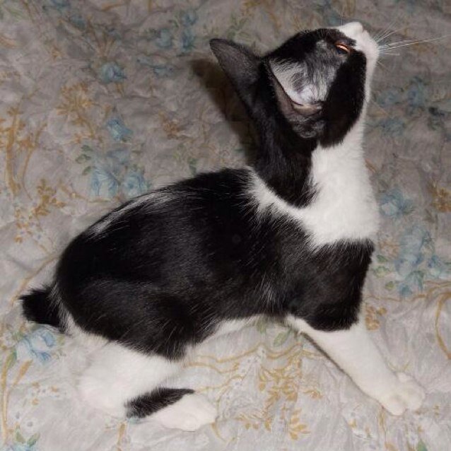 Meow meow meow meow meow meow meow meow meow meow meow meow 











Meow.