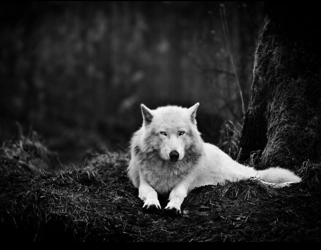 anonymouscraze's profile picture. ||Free spirit||