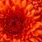 patelvidhu's profile image
