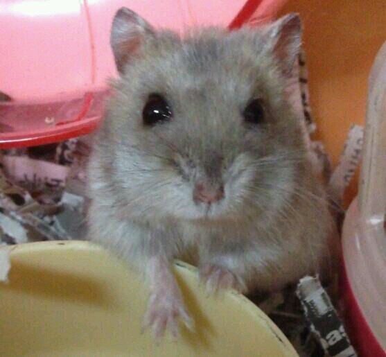 ハムスター飼ってます。猫も好きですがマンションなので飼えません(;_;)