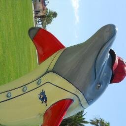 Tampa Bay Rays Fan