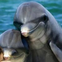 ovviamente voto Ilaria Salis (@igolmar) 's Twitter Profile