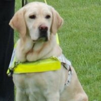 Guide Dog Sergeant & RGD Verity RIP (@gdsergeant) Twitter profile photo