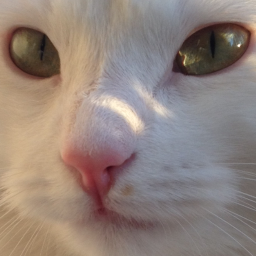 Frau_Audre's profile picture. Tagebuch einer Katze in einer Regenbogenfamilie. Tweets von Frau Audre, getippt von Frauchen. Vorlaut, zynisch, kritisch.  #twitterfiction