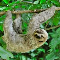 Manchester Sloth (@slothmanchester) Twitter profile photo