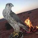 Abdulaziz El-rashedi (@2312El) Twitter