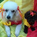 Graciela Alfonso - @susialf - Twitter