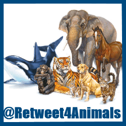 retweet4animals's profile picture. Loves animals. Retweets 4 animals.
