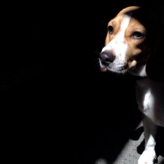 Colette_Beagle's profile picture. Beagle / 1 Year Old / Female / Doll of the Third Prince