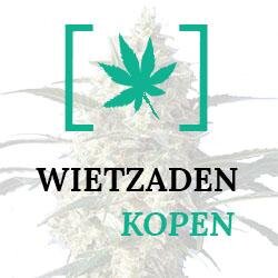 wietzadenkopen's profile picture. The Online Shop For Quality Marijuana Seeds. Check the website frequently for new strains.