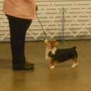 Tara Cotton - @CorgiRose - Twitter