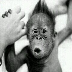 GrandMacaco quer ......