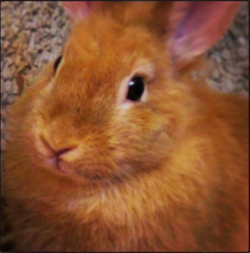 I love carrots! :D 19/03/2012 | Rabbit |
