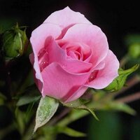 mahrss84 (@mahrss84) 's Twitter Profile
