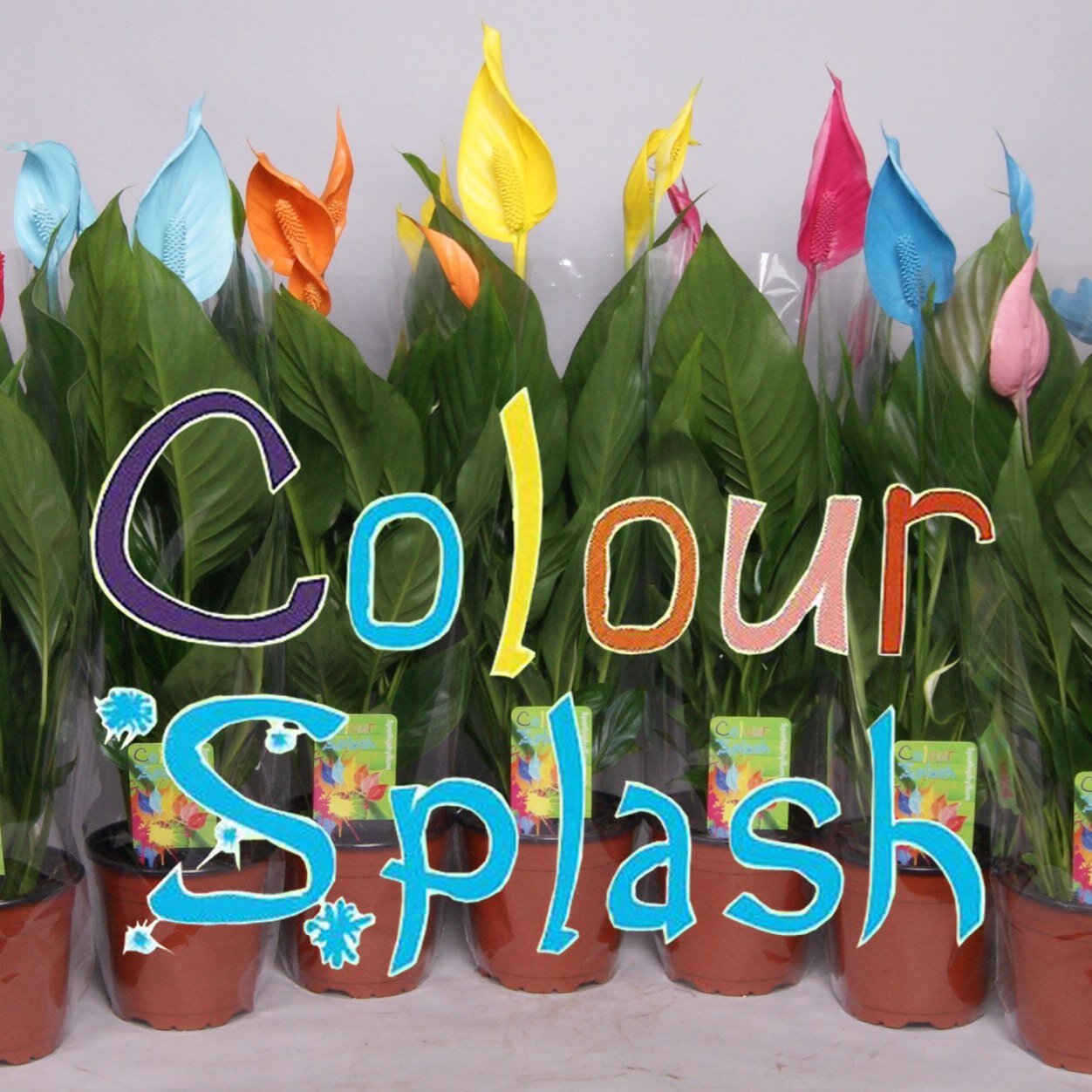 ColorSplash11's profile picture. Colour your environment and cleaning the air with Spathiphyllum Colour Splash.