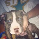 chris thorman - @save_a_pit - Twitter