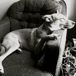 Find how-to guides for #dog owners, get advice about dog ownership, learn new dog facts, and join the community. #dogs #pets
