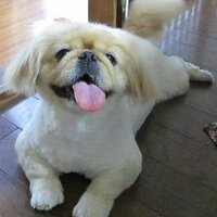 ココ (@pekingese3) 's Twitter Profile