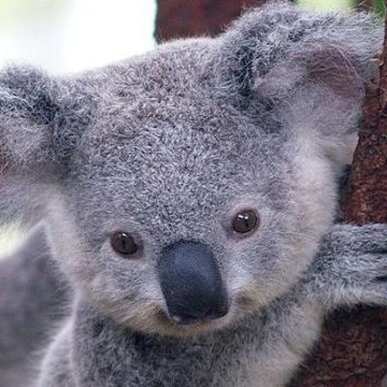 Things I love: KOALAS, ANIMALS, JETS. GO JETS GO! GO KOALAS GO....? Kik: Instagram: AnimalPosts413