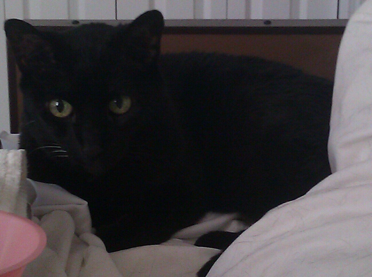 cat lover and writer of fanfiction (mostly NCIS). Also a fan of sarcasm and snark