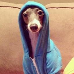hoedip Profile Picture