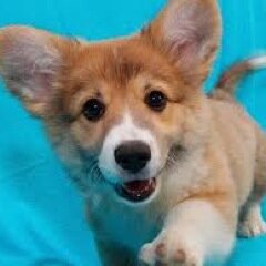 corgituesday's profile picture. Ball enthusiast, like long walks on the beach, cuddling with humans, chewing on otters, and ass sniffing.
