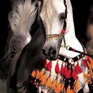 من باع خؤتي لجل ناس تسليہ 
   تحرم علي رجعتہ لؤ كان غالي.  

سلمان العرجاني