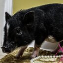 PenelopeThePig - @PenelopeBacon - Twitter