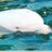 MusicForDolphin's profile image