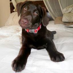 FOLLOW if you are a DOG LOVER ♡
