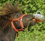 I Drink Whiskey and Watch Football