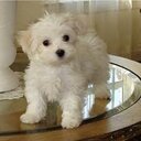 isabel narvaez - @isatk17isabel - Twitter