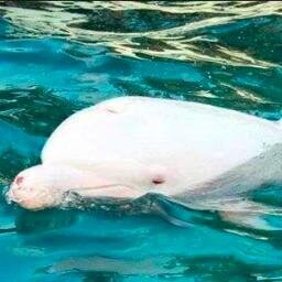 A Voice for The Voiceless Live in alignment with your values. You cannot call yourself an animal lover while still eating them. I must speak this truth today. Ⓥ