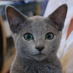 Cat lover