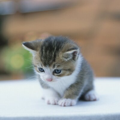 癒し猫の爪痕 Iyashinodouga Twitter