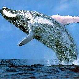 Your #1 provider of actual whale facts