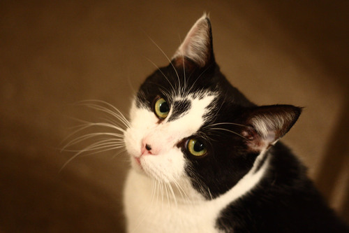 tomcatsam's profile picture. Meow. When's dinner?