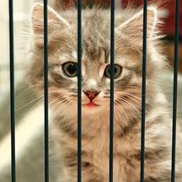 Purrr.... Meow.