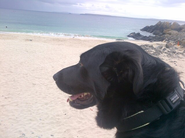 We are a group of dog owners who either live in or love visiting St Ives. Our aim is to see the summertime beach ban for dogs revoked
