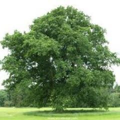 Stigenace's profile picture. 