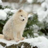 Alonso (@alone_fox_) 's Twitter Profile