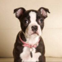 Lois The Pup - @LoisBrandenburg Twitter Profile Photo