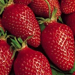 terroirdebreizh's profile picture. 