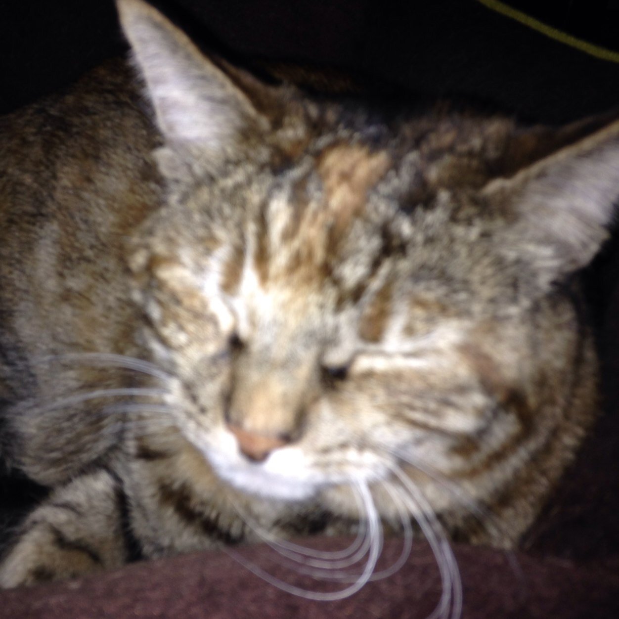 AllCatsAreButts's profile picture. ACAB. All Cats Are Butts. Sometimes other animals are butts too. This twitter is run by a cat named Eureka AKA Fatty AKA Fat-stuffs AKA The Butt.