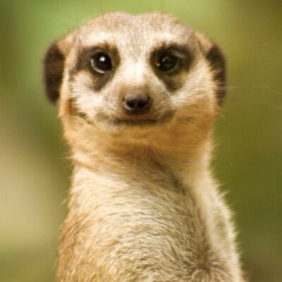 Profile Picture of Elmongeloco (@AlbertMonge) on Twitter