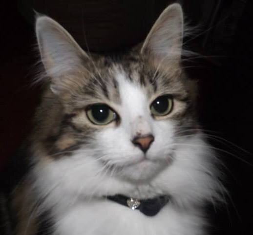 My name is Millie. Named after Sarah Millican cuz i'm Sooo cute!  You can follow my Adventures through the Daily Photo Albums that I post!  ≕°❣°≔