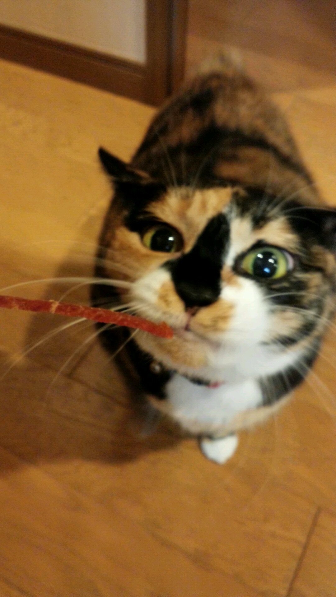 愚痴垢と化してる９割毒　リア友だけ、好きな人しかフォローしない　猫をこよなく愛してます　ご自由に
