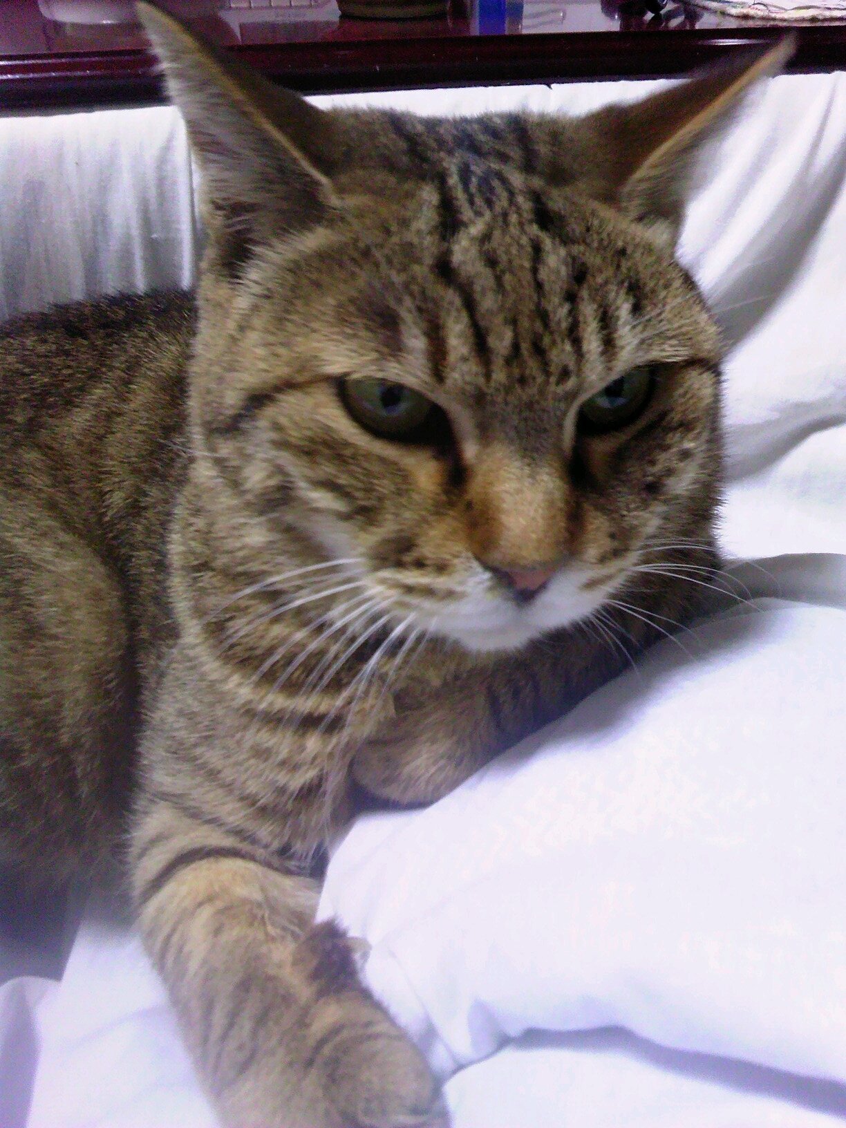 最近まで新潟にいました。2014年に能代に戻ってきました。今は、仕事の関係で秋田市にいます。