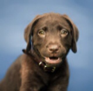 ChrystalBalshaw's profile picture. Halawa dwelling pup, loved by Stephanie. Follow me for daily puppy love!